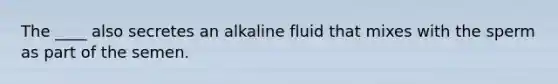 The ____ also secretes an alkaline fluid that mixes with the sperm as part of the semen.