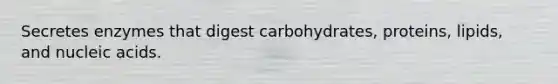 Secretes enzymes that digest carbohydrates, proteins, lipids, and nucleic acids.