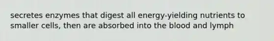 secretes enzymes that digest all energy-yielding nutrients to smaller cells, then are absorbed into the blood and lymph