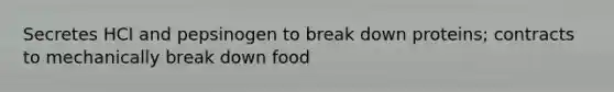 Secretes HCI and pepsinogen to break down proteins; contracts to mechanically break down food