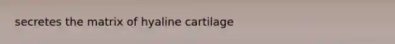 secretes the matrix of hyaline cartilage