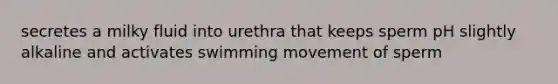 secretes a milky fluid into urethra that keeps sperm pH slightly alkaline and activates swimming movement of sperm