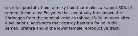 secretes prostatic fluid, a milky fluid that makes up about 30% of semen. It contains: Enzymes that eventually breakdown the fibrinogen from the seminal vesicles (about 15-30 minutes after ejaculation). Antibiotics that destroy bacteria found in the semen, urethra and in the lower female reproductive tract.