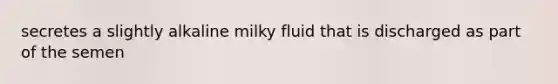 secretes a slightly alkaline milky fluid that is discharged as part of the semen