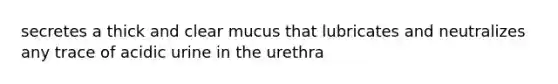 secretes a thick and clear mucus that lubricates and neutralizes any trace of acidic urine in the urethra