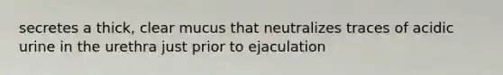 secretes a thick, clear mucus that neutralizes traces of acidic urine in the urethra just prior to ejaculation