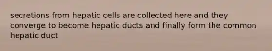 secretions from hepatic cells are collected here and they converge to become hepatic ducts and finally form the common hepatic duct