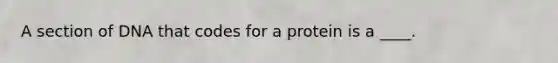 A section of DNA that codes for a protein is a ____.