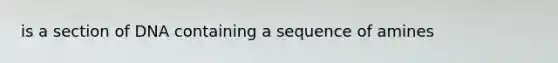 is a section of DNA containing a sequence of amines