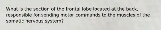 What is the section of the frontal lobe located at the back, responsible for sending motor commands to the muscles of the somatic nervous system?