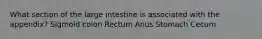 What section of the large intestine is associated with the appendix? Sigmoid colon Rectum Anus Stomach Cecum