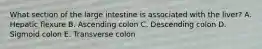 What section of the large intestine is associated with the liver? A. Hepatic flexure B. Ascending colon C. Descending colon D. Sigmoid colon E. Transverse colon