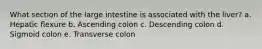 What section of the large intestine is associated with the liver? a. Hepatic flexure b. Ascending colon c. Descending colon d. Sigmoid colon e. Transverse colon