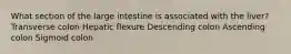 What section of the large intestine is associated with the liver? Transverse colon Hepatic flexure Descending colon Ascending colon Sigmoid colon