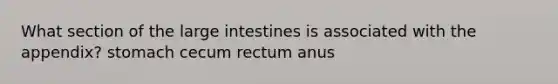 What section of the large intestines is associated with the appendix? stomach cecum rectum anus