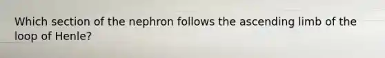 Which section of the nephron follows the ascending limb of the loop of Henle?