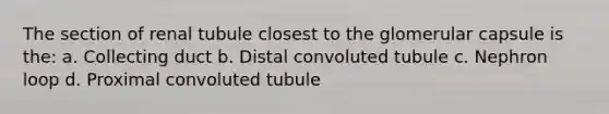 The section of renal tubule closest to the glomerular capsule is the: a. Collecting duct b. Distal convoluted tubule c. Nephron loop d. Proximal convoluted tubule