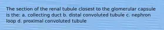 The section of the renal tubule closest to the glomerular capsule is the: a. collecting duct b. distal convoluted tubule c. nephron loop d. proximal convoluted tubule