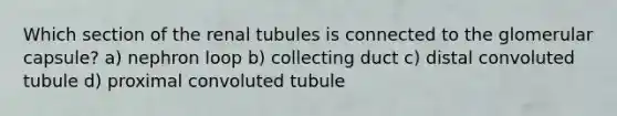 Which section of the renal tubules is connected to the glomerular capsule? a) nephron loop b) collecting duct c) distal convoluted tubule d) proximal convoluted tubule