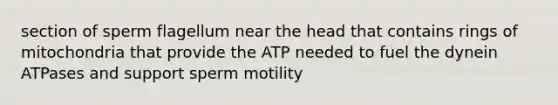 section of sperm flagellum near the head that contains rings of mitochondria that provide the ATP needed to fuel the dynein ATPases and support sperm motility