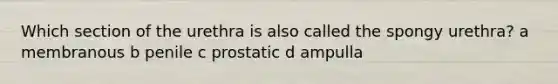 Which section of the urethra is also called the spongy urethra? a membranous b penile c prostatic d ampulla