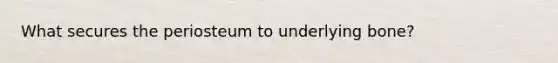 What secures the periosteum to underlying bone?