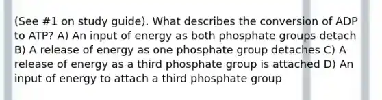 (See #1 on study guide). What describes the conversion of ADP to ATP? A) An input of energy as both phosphate groups detach B) A release of energy as one phosphate group detaches C) A release of energy as a third phosphate group is attached D) An input of energy to attach a third phosphate group