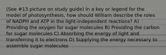 (See #13 picture on study guide) In a key or legend for the model of photosynthesis, how should William describe the roles of NADPH and ATP in the light-independent reactions? A) Providing the oxygen for sugar molecules B) Providing the carbon for sugar molecules C) Absorbing the energy of light and transferring it to electrons D) Supplying the energy necessary to assemble sugar molecules