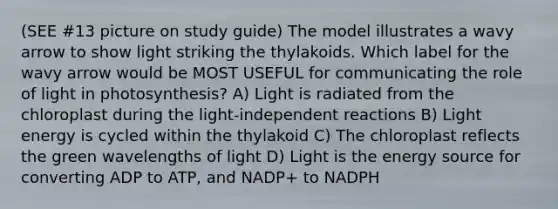 (SEE #13 picture on study guide) The model illustrates a wavy arrow to show light striking the thylakoids. Which label for the wavy arrow would be MOST USEFUL for communicating the role of light in photosynthesis? A) Light is radiated from the chloroplast during the light-independent reactions B) Light energy is cycled within the thylakoid C) The chloroplast reflects the green wavelengths of light D) Light is the energy source for converting ADP to ATP, and NADP+ to NADPH