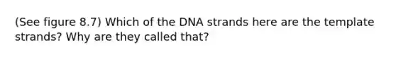 (See figure 8.7) Which of the DNA strands here are the template strands? Why are they called that?