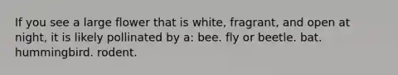 If you see a large flower that is white, fragrant, and open at night, it is likely pollinated by a: bee. fly or beetle. bat. hummingbird. rodent.