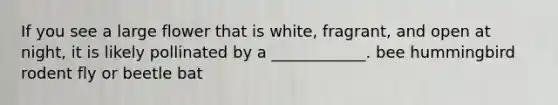 If you see a large flower that is white, fragrant, and open at night, it is likely pollinated by a ____________. bee hummingbird rodent fly or beetle bat