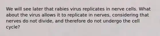 We will see later that rabies virus replicates in nerve cells. What about the virus allows it to replicate in nerves, considering that nerves do not divide, and therefore do not undergo the <a href='https://www.questionai.com/knowledge/keQNMM7c75-cell-cycle' class='anchor-knowledge'>cell cycle</a>?