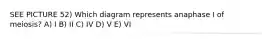 SEE PICTURE 52) Which diagram represents anaphase I of meiosis? A) I B) II C) IV D) V E) VI