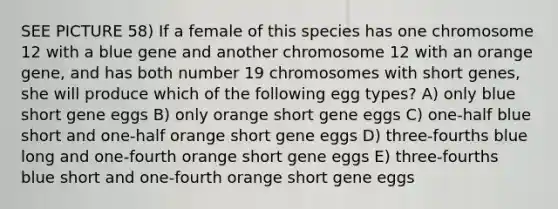 SEE PICTURE 58) If a female of this species has one chromosome 12 with a blue gene and another chromosome 12 with an orange gene, and has both number 19 chromosomes with short genes, she will produce which of the following egg types? A) only blue short gene eggs B) only orange short gene eggs C) one-half blue short and one-half orange short gene eggs D) three-fourths blue long and one-fourth orange short gene eggs E) three-fourths blue short and one-fourth orange short gene eggs