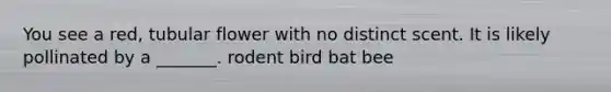 You see a red, tubular flower with no distinct scent. It is likely pollinated by a _______. rodent bird bat bee