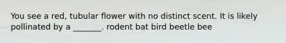 You see a red, tubular flower with no distinct scent. It is likely pollinated by a _______. rodent bat bird beetle bee