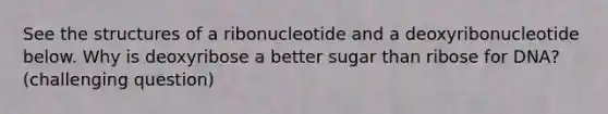 See the structures of a ribonucleotide and a deoxyribonucleotide below. Why is deoxyribose a better sugar than ribose for DNA? (challenging question)