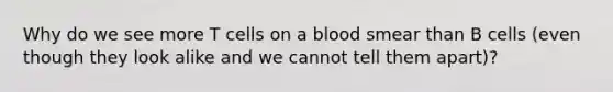 Why do we see more T cells on a blood smear than B cells (even though they look alike and we cannot tell them apart)?