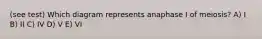 (see test) Which diagram represents anaphase I of meiosis? A) I B) II C) IV D) V E) VI