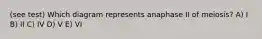 (see test) Which diagram represents anaphase II of meiosis? A) I B) II C) IV D) V E) VI