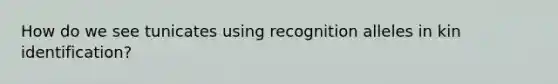 How do we see tunicates using recognition alleles in kin identification?