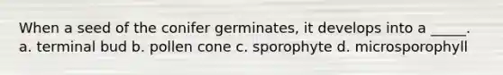 When a seed of the conifer germinates, it develops into a _____. a. terminal bud b. pollen cone c. sporophyte d. microsporophyll