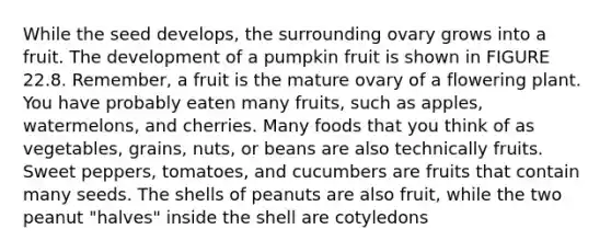 While the seed develops, the surrounding ovary grows into a fruit. The development of a pumpkin fruit is shown in FIGURE 22.8. Remember, a fruit is the mature ovary of a flowering plant. You have probably eaten many fruits, such as apples, watermelons, and cherries. Many foods that you think of as vegetables, grains, nuts, or beans are also technically fruits. Sweet peppers, tomatoes, and cucumbers are fruits that contain many seeds. The shells of peanuts are also fruit, while the two peanut "halves" inside the shell are cotyledons