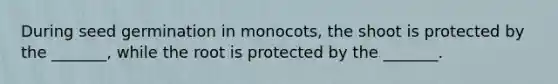 During seed germination in monocots, the shoot is protected by the _______, while the root is protected by the _______.