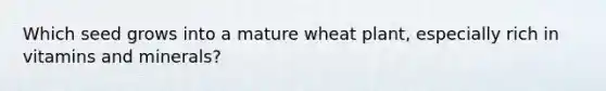 Which seed grows into a mature wheat plant, especially rich in vitamins and minerals?