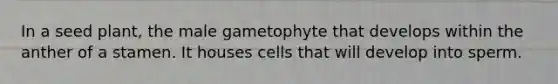 In a seed plant, the male gametophyte that develops within the anther of a stamen. It houses cells that will develop into sperm.