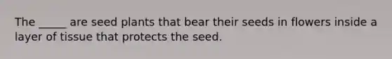 The _____ are seed plants that bear their seeds in flowers inside a layer of tissue that protects the seed.