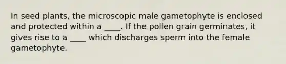 In seed plants, the microscopic male gametophyte is enclosed and protected within a ____. If the pollen grain germinates, it gives rise to a ____ which discharges sperm into the female gametophyte.