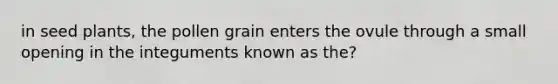 in seed plants, the pollen grain enters the ovule through a small opening in the integuments known as the?